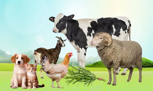 Animals